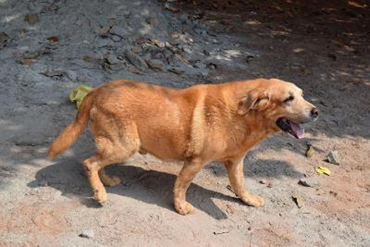 police dog brutto